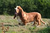 BASSET HOUND 198